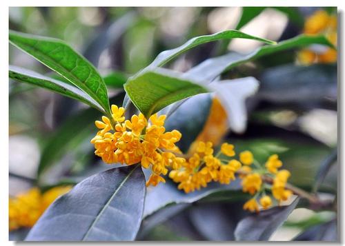 爱在院子里的桂花