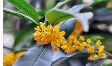 爱在那满院桂花中