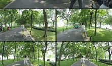 停在树荫里的夏天