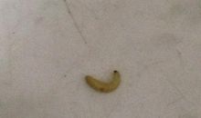 家有三条“虫”