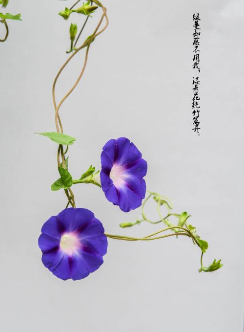 我的牵牛花