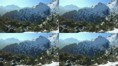 天山雪松