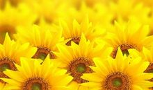 重要的是你的微笑