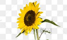 我是一株向日葵