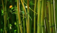 我最喜爱的竹子