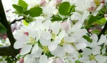 我爱故乡的苹果