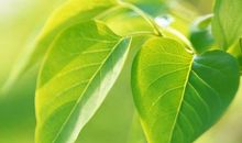 为了心中的那片绿