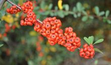 万紫千红的秋天