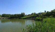 湿地公园的夏天