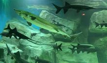 与海洋动物亲密接触