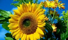 向日葵的成长过程