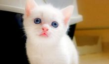 我有一只智能鼠