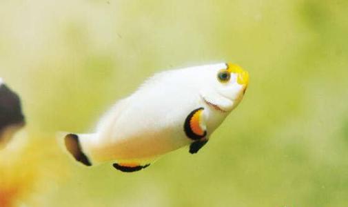 鱼在哪里回家