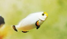 鱼儿在哪儿安家