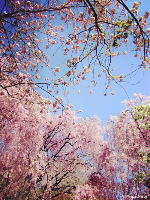 樱花的回忆