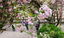海棠树上的风景