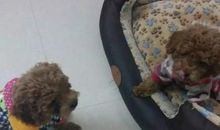 我家的“三大活宝”