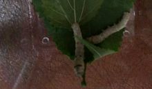 我养的小蚕宝宝