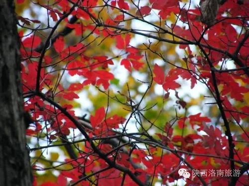 重阳节