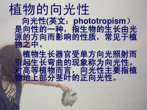 我发现了植物的向光性