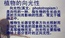 我发现了植物的向光性