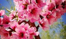 桃花树的四季