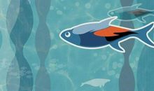 我是一条会游泳的鱼