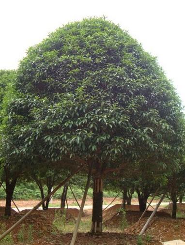桂花树