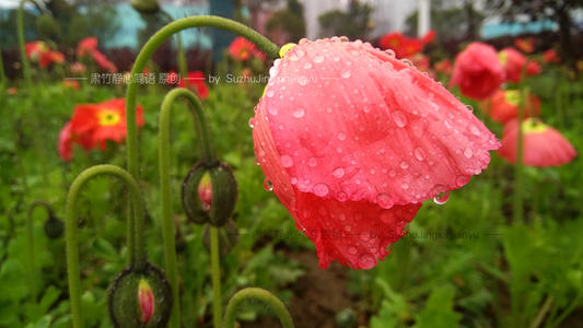 一滴雨