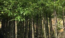 我想变成一棵香樟树