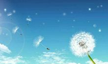 蒲公英的飞翔