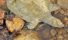 关于甲鱼的作文