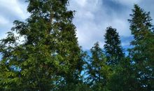 假如世界上没有树木