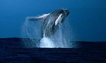 关于鲸鱼的作文