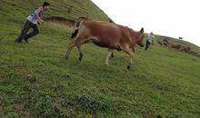 新晋牧童放牛记