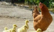 我喜欢的大母鸡