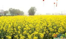 春天的田野作文400字