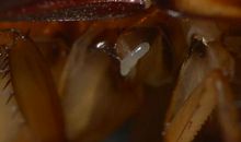 我和蟑螂的战争