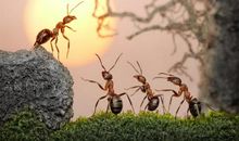 我们都是小蚂蚁