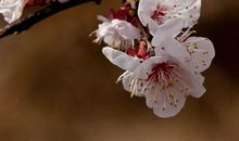 春天就这样来到身边