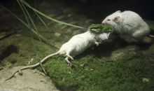 智能鼠大战群鼠