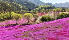 春天是如此美丽