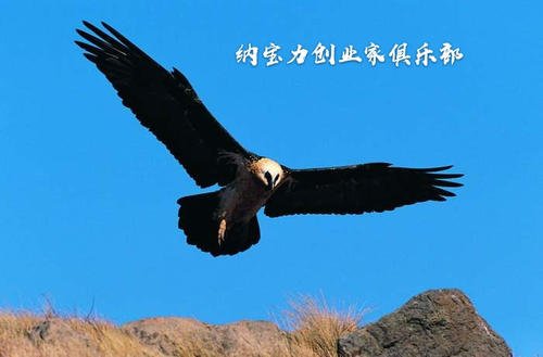 关于老鹰重生的思考