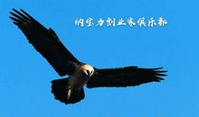 鹰之重生观后感