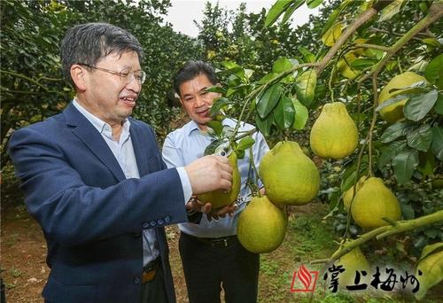 葡萄柚的摇摆气味更强烈