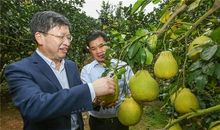 柚香摇曳味浓情更浓