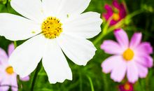 阳光下美好时光