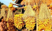 那一次，我尝到了丰收的滋味