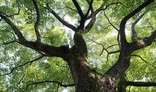 记一片香樟叶的一生