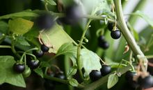 它在我记忆深处